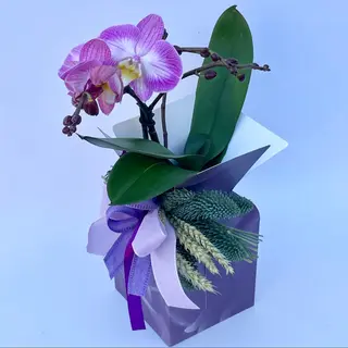 Scatola con phalenopsis