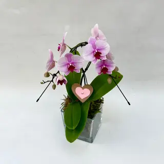 Phalenopsis swan rosa