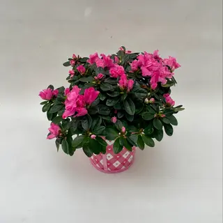 Azalea con copri vaso 