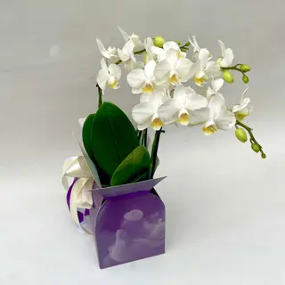 Phalenopsis bianche 