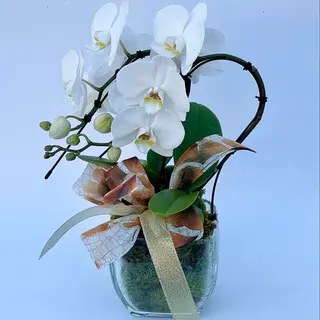 Phalenopsis swan doppia in vetro