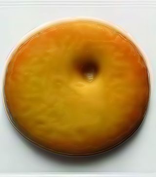 Biscotteria - 1 pezzo