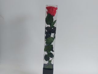 Rosa stabilizzata rossa con gambo cm 50