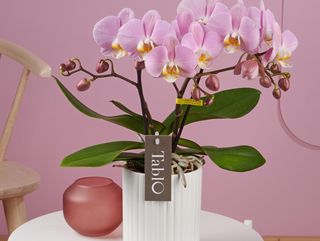 Orchidea bassa sulla tonalità del rosa chiaro con vaso di ceramica neutro