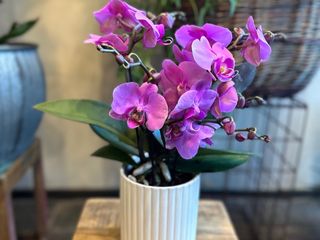 Orchidea bassa sulle tonalità del rosa acceso con vaso di ceramica bianco