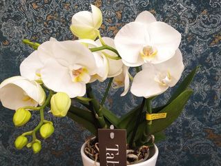 Orchidea bassa bianca con vaso di ceramica bianco