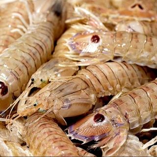 PANNOCCHIE DELL'ADRIATICO GR 500