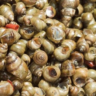 LUMACHINE DI MARE GR 300