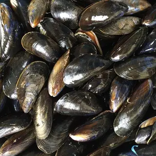 COZZE INTERE PULITE KG 1