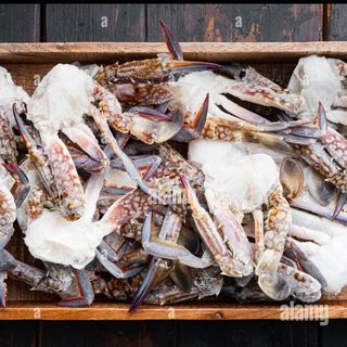 GRANCHIO A META' GR 500