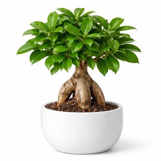 Bonsai