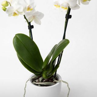 Mini orchidea bianca