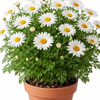 Pianta di margherite