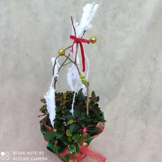 Gaultheria