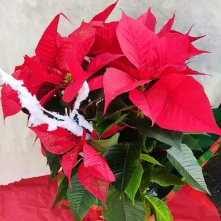 Stella di Natale