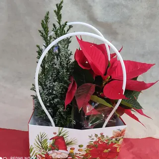 Borsa Natalizia