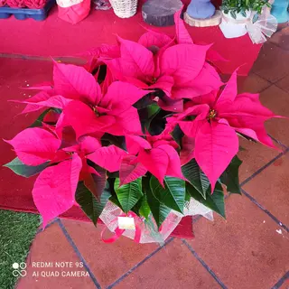 Stella di Natale
