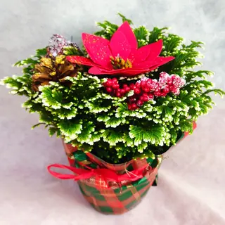Salaginella