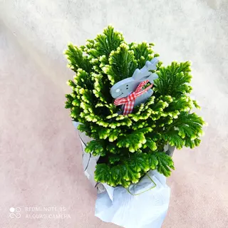 Salaginella