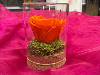 Rosa arancione stabilizzata
