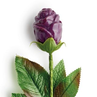 Rosa viola cioccolato alla Violetta