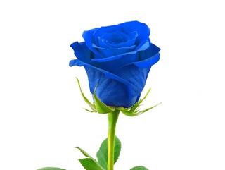 Rosa Blu singola