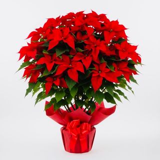 Stella di Natale Premium 