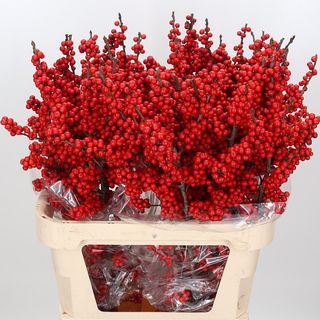 Rami di bacche rosse 