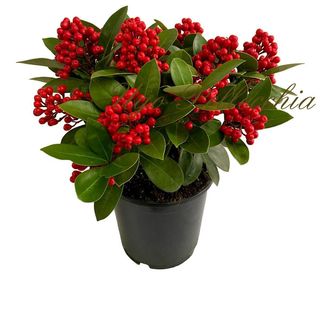 Skimmia  bacche rosse