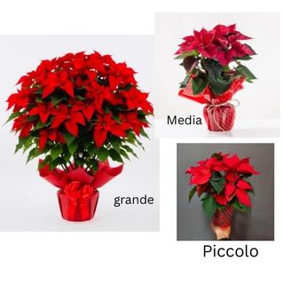 Premium Stella di Natale