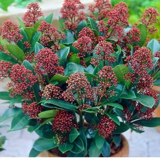 Skimmia Giaponica 