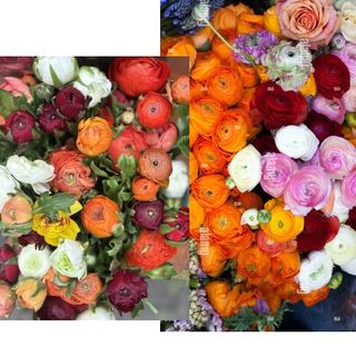 ranuncoli Misti Colorati 