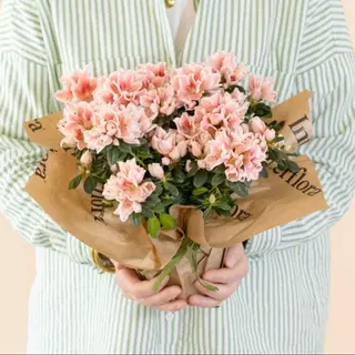 Azalea