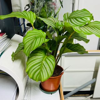 Calathea orbifolia