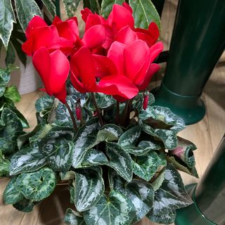 Ciclamino grande con terracotta 