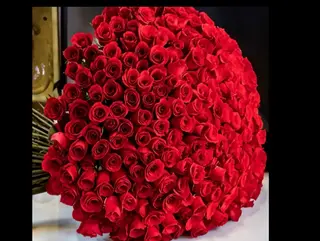 500 ROSE Rosse” for my love “