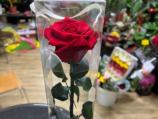 Rosa rossa stabilizzata di duratura