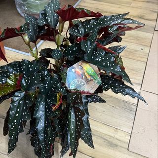 Begonia maculata 'Black Forest‘