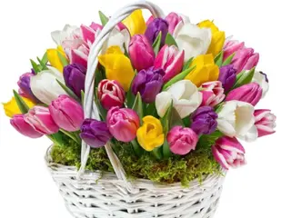 Cesto di tulipani
