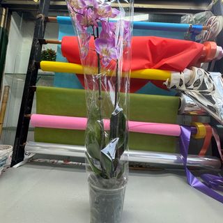 Piante di orchidee