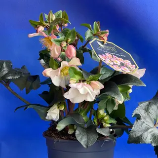 Rosa di Natale rosa 