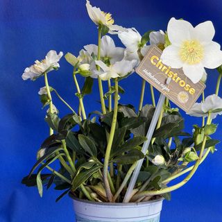 Rosa di Natale bianche