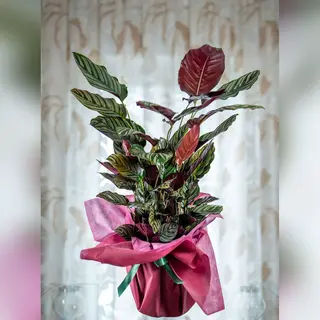 Calathea Ornata