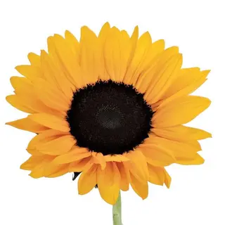 Girasole