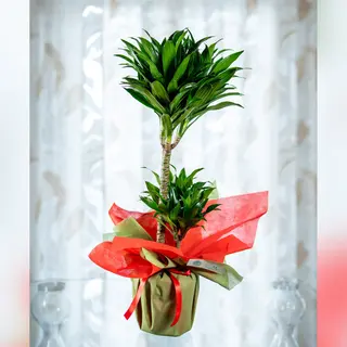 Dracaena Compacta