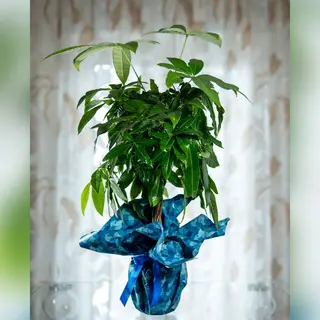 Pachira Aquatica