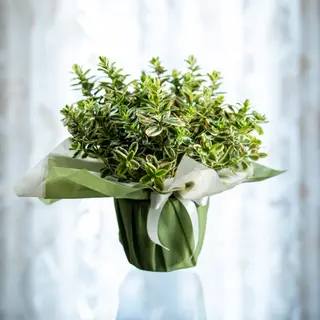 Hebe Veronica
