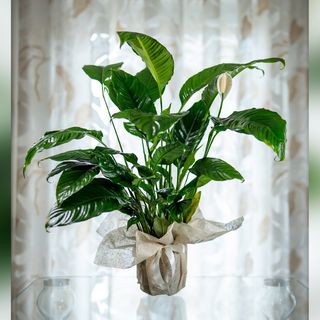 Spathiphyllum