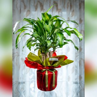 Dracaena Fragrans Massangeana