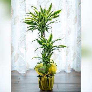 Dracaena Lemon Lime